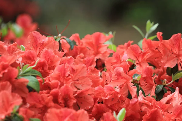 Flores Rododendro Rosa Casa Gobierno —  Fotos de Stock