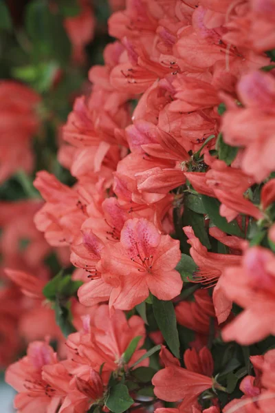 政府の家でピンク色のシャクナゲの花 — ストック写真