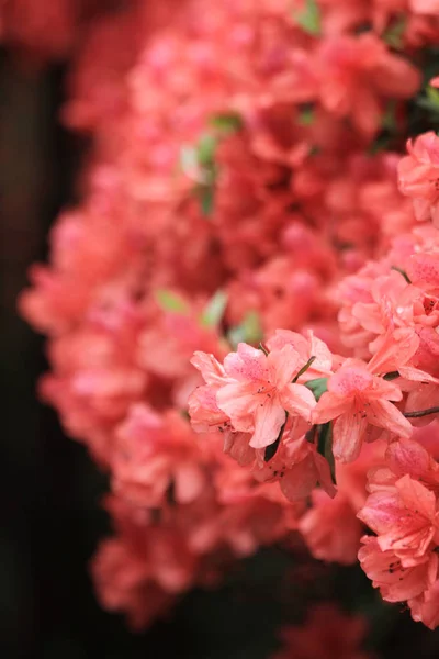 Fleurs Rhododendron Rose Government House — Photo