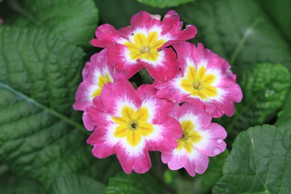 Die Farbenfrohe Blüten Und Blattpracht Garden — Stockfoto