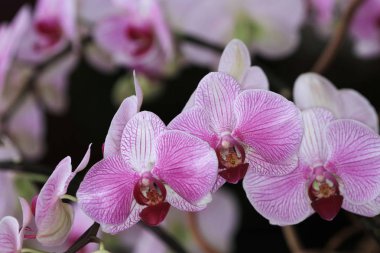 Renkli çiçek ve yaprak hk Garden