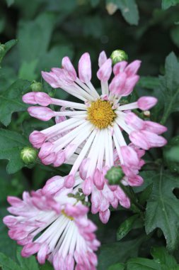 Renkli çiçek ve yaprak hk Garden