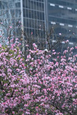 HK 2011 çerçeveleme Blossoming kiraz ağaçları