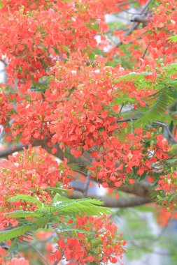 delonix regia kırmızı çiçek