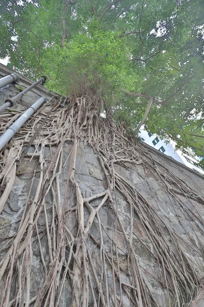 Стіні Росте Дерево Зеленим Листям — стокове фото