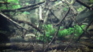 Berrak tatlı su ile nehir yatağında kayalar sualtı,