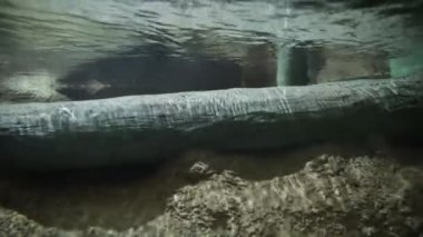 Sualtı manzarası. Dağ Nehri