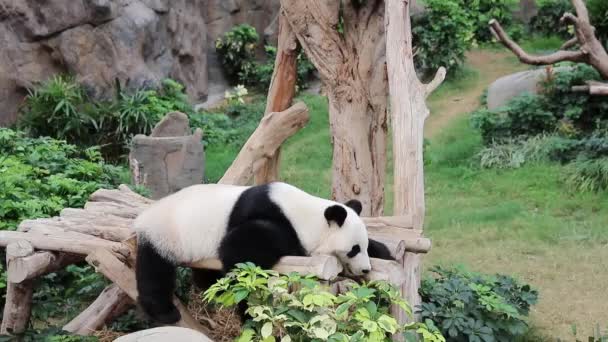 Velký Panda Zblízka — Stock video