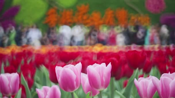 Den Rosa Tulpan Fältet Flower Show — Stockvideo