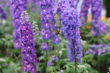 doğal bitki örtüsü ambiyans ortak yüksükotu çiçeklenir