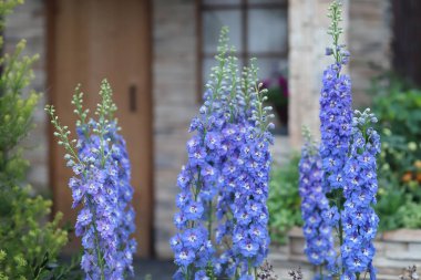 doğal bitki örtüsü ambiyans ortak yüksükotu çiçeklenir