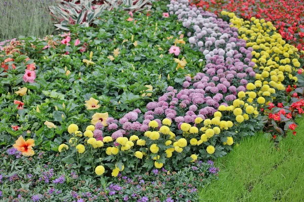 香港の花で花ベッド表示表示 2019 — ストック写真