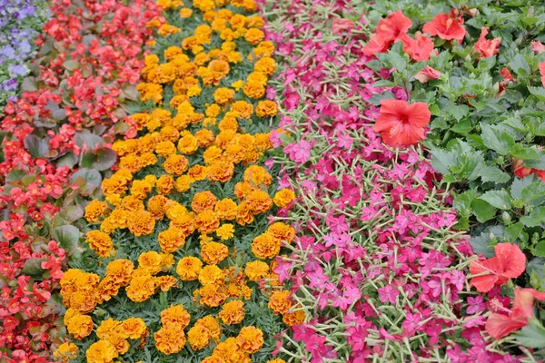 A flower bed at flower show 2019 — Stock Photo, Image