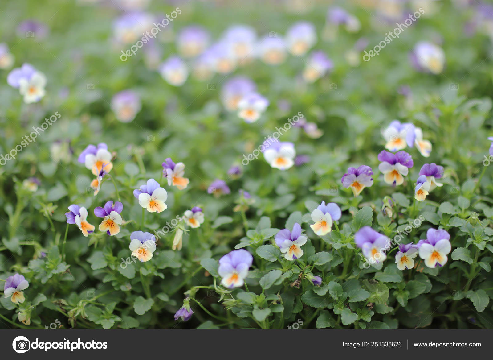 Viola Cornuta Horned Pansy Tufted Pansy Stock Photo C Sameashk Yahoo Com Hk 251335626