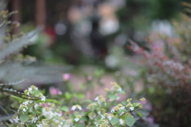 hk çiçek flowe yatak ekrana göster: 2019