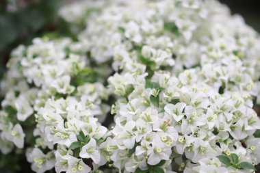 Parlak kırmızı begonvil çiçekleri grubu..