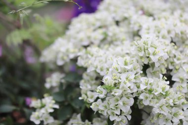 Parlak kırmızı begonvil çiçekleri grubu..