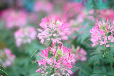 yaz gününde koyu yeşil yaprakları ile çevrili