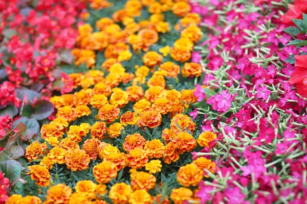 A exibição da cama flowe no show de flores hk 2019 — Fotografia de Stock