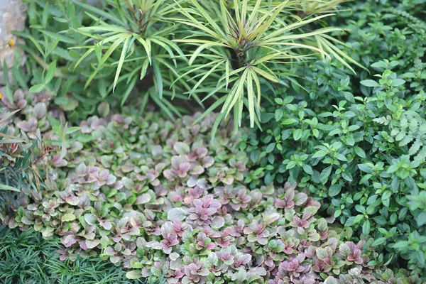 A exibição da cama flowe no show de flores hk 2019 — Fotografia de Stock