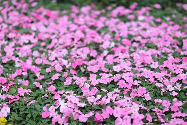 Glória matinal anual, uma bela natureza fotos — Fotografia de Stock