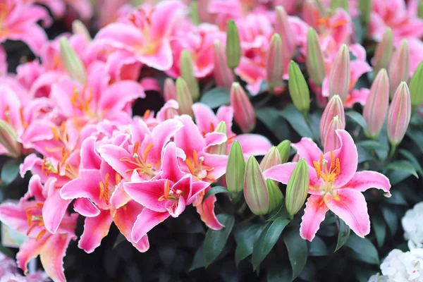 Um Lilium spp está florescendo no jardim. — Fotografia de Stock