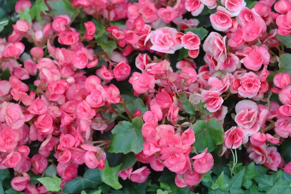 Das verschwommene defokussierte Bild der Begonienblüte — Stockfoto