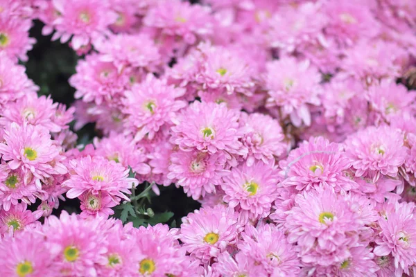 Eine Chrysanthemenblume mit natürlichem Hintergrund — Stockfoto