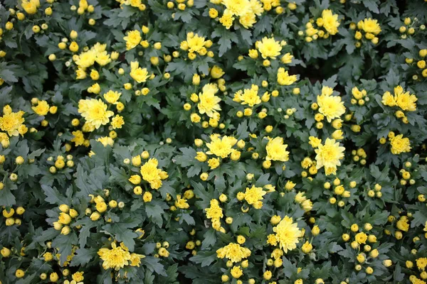 A Kalanchoe Blossfeldiana tavasszal a természettel — Stock Fotó