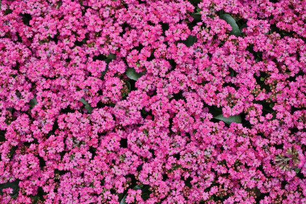 Eine Kalanchoe Blossfeldiana zur Frühlingszeit mit der Natur — Stockfoto