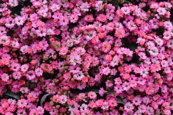 Eine Kalanchoe Blossfeldiana zur Frühlingszeit mit der Natur — Stockfoto