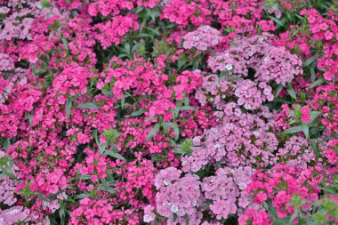 doğa ile bahar anda aranjmani Blossfeldiana