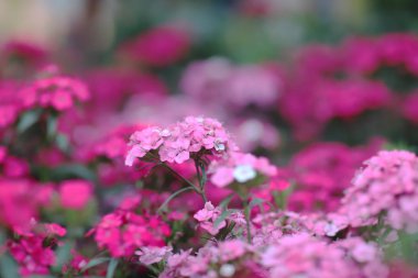 doğa ile bahar anda aranjmani Blossfeldiana