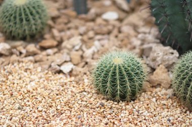 doğa arka zemin, kaktüs