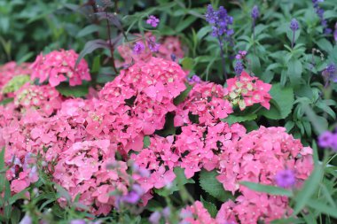 Renkli ortanca çiçek bir yaz gününde