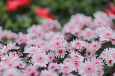Gerbera, Barberton daisy Bahçe, doğa arka planda.