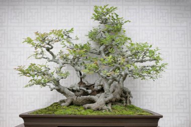 Bonsai ve Penjing yatay, minyatür 