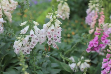 doğal bitki örtüsü ambiyans ortak yüksükotu çiçeklenir