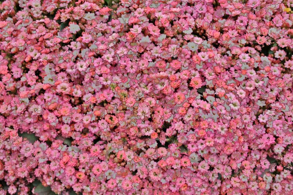 Eine Kalanchoe Blossfeldiana zur Frühlingszeit mit der Natur — Stockfoto