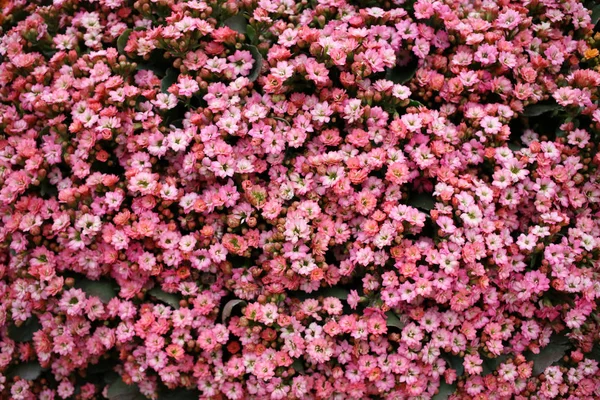 Eine Kalanchoe Blossfeldiana zur Frühlingszeit mit der Natur — Stockfoto