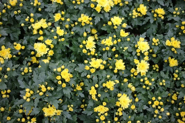 A Kalanchoe Blossfeldiana na primavera com a natureza — Fotografia de Stock