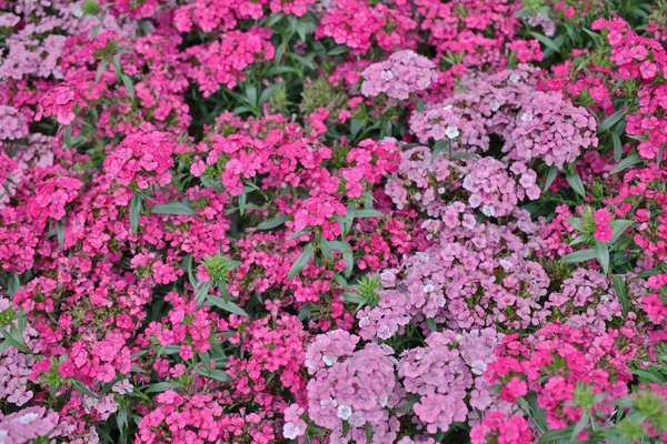 Квітфельдіана в весняний час з природою — стокове фото