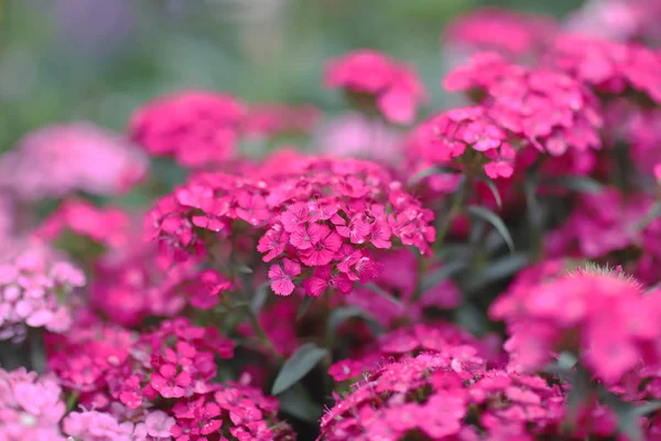 A Kalanchoe Blossfeldiana na primavera com a natureza — Fotografia de Stock