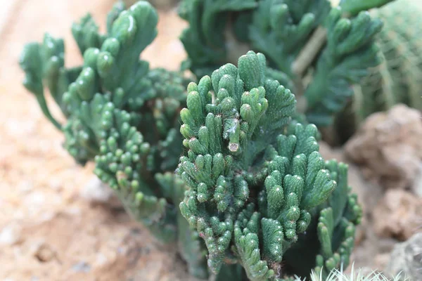 The cactus at the nature back ground — Stock Photo, Image