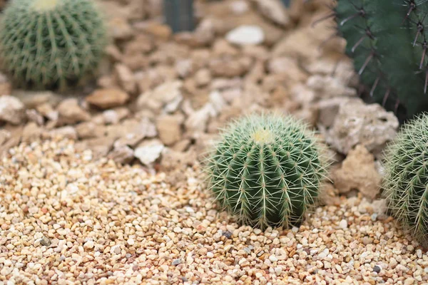 The cactus at the nature back ground — Stock Photo, Image