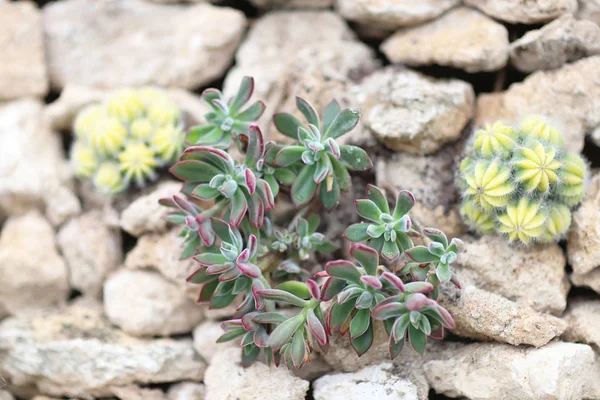 The cactus at the nature back ground — Stock Photo, Image