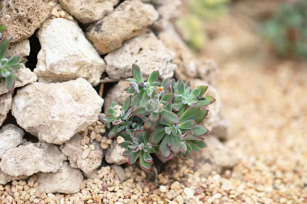 The cactus at the nature back ground — Stock Photo, Image