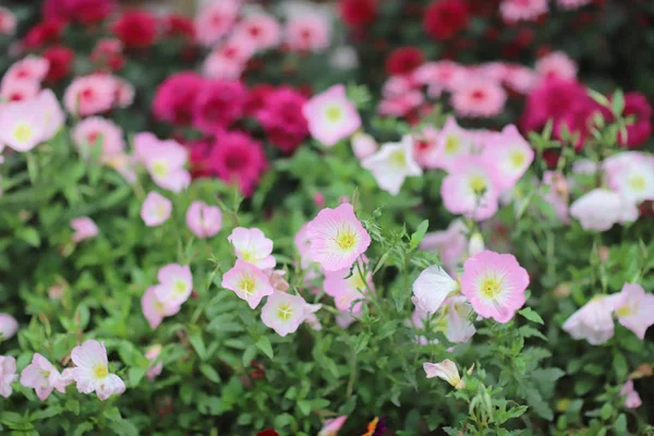 Evening primrose buds and blossoms in garden. — Stock Photo, Image