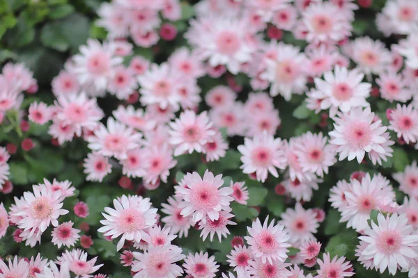 Eine Gerbera, Barberton-Gänseblümchen im Garten, Natur-Hintergrund. — Stockfoto