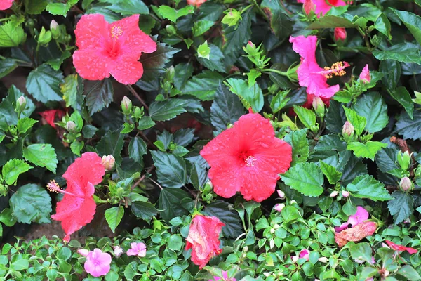 Un fiore di Hibiscus con terra di fondo della natura — Foto Stock